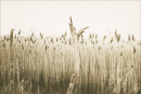 Reeds and tree stump 