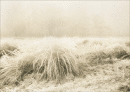 Frosted fields at Tewin