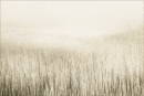 Reeds and mudflats