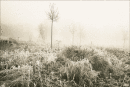 Saplings at Whitwell