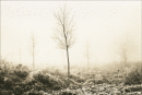 Saplings at Whitwell