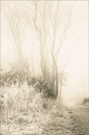 Ashridge Forest