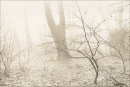 Saplings and Beech