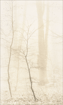 Saplings and Beech