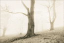 Beeches at Ilam