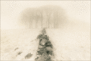 Stonewall and Copse