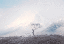 Tree on Rannoch Moor