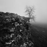 Malham Tree