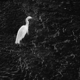 Snowy Egret - 2