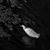 Snowy Egret