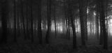Mist in the Forest 