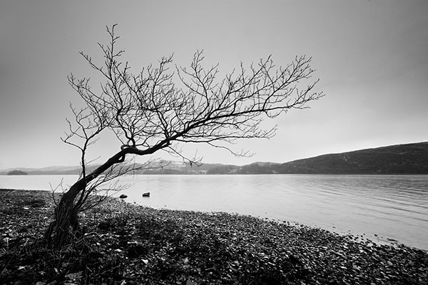 Leaning Tree 