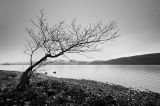 Leaning Tree 