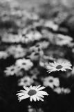 Daisy - Daisy