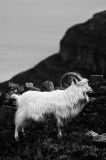 Wild Kashmiri Goat - Great Orme