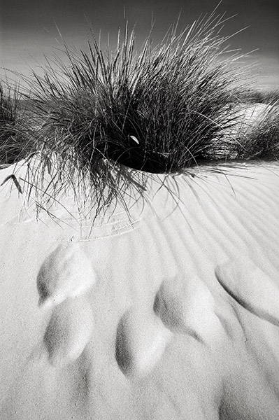 Marram Grass & Sand