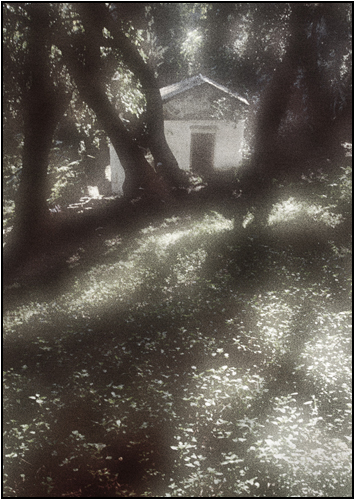 Through an Olive Grove, Corfu.