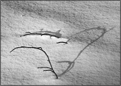 Snow Fall