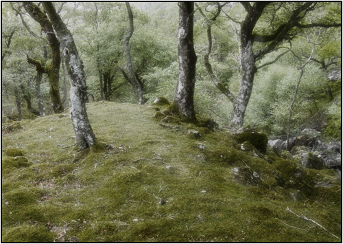 Cwm Bychan, Snowdonia.