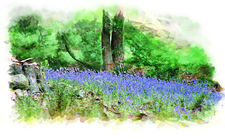 Bluebells at Hardcastle Crags