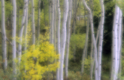 Aspen trees