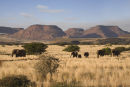 Family of Desert Elephant 