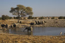 Elephant at Okakuejo Waterhole