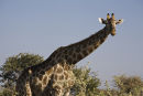 Curious Giraffe