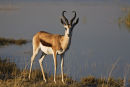 Springbok at the saltpan