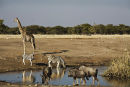 Animals at the Waterhole