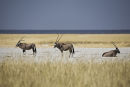 Gemsbok in a line