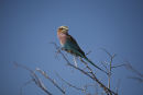 Lilac Breasted Roller