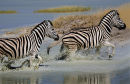Zebras running