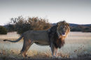 Lion licking his lips
