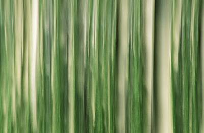 Poplars