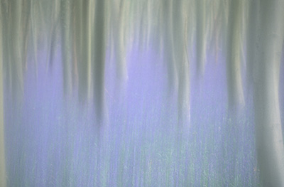 Bluebell Wood