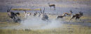 Oryx chasing springbok