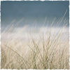 Harris Grasses