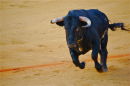 Running Bull 