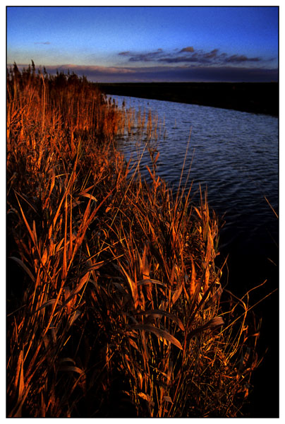 tetney reeds