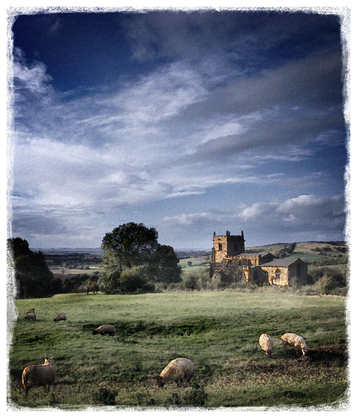 sheep graze at Walesby