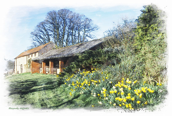 thorganby daffodils