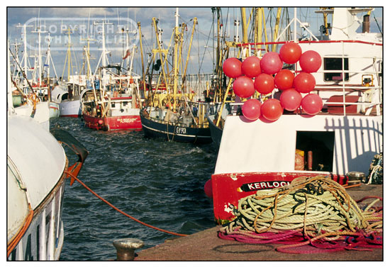 fishdock 1