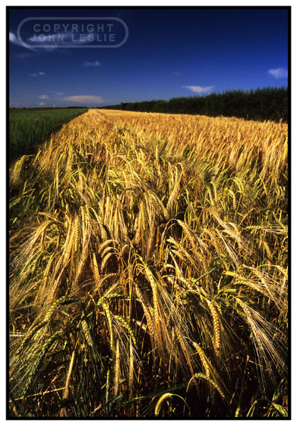barley fields