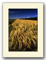 wolds