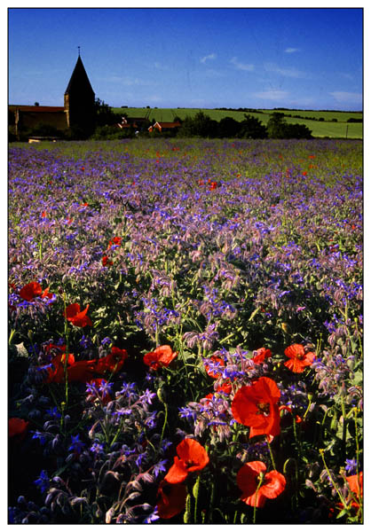 Swallow poppies