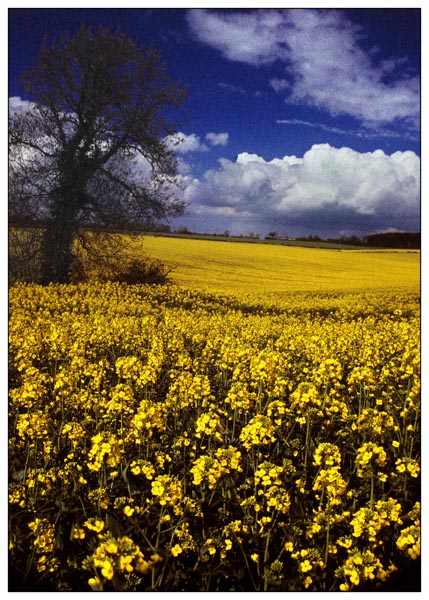summer rapeseed