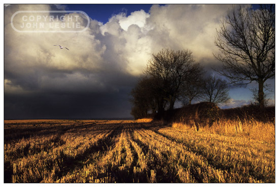 autumn stubble