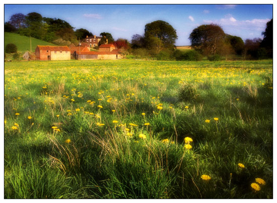 binbrook dandelions