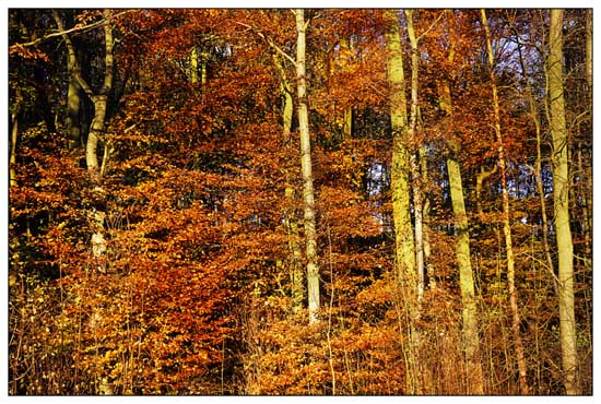 croxby autumn